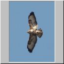 Buteo buteo - Maeusebussard 02.jpg